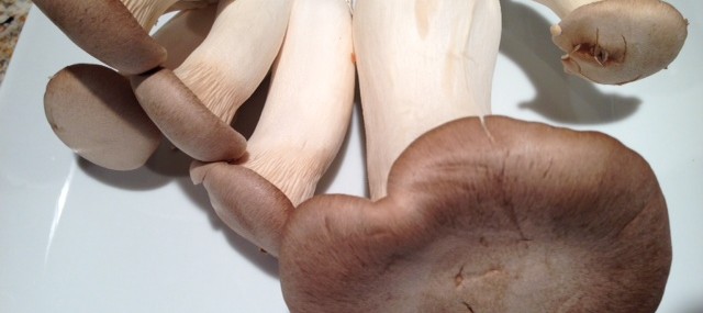 Ingredient Spotlight – King Trumpet Mushrooms