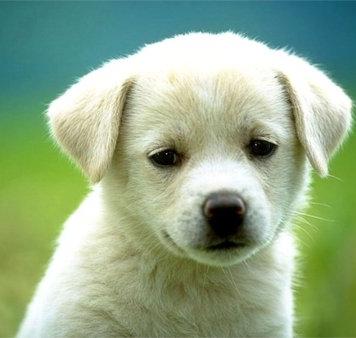 Labrador_Retriever