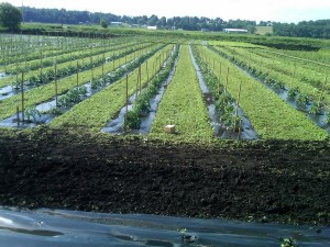 Bracco Farms Field