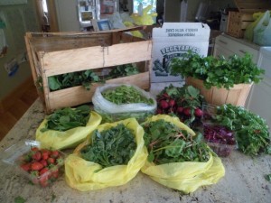 Bracco Farms CSA Box