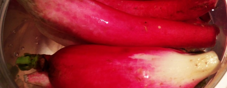 Snacking on Radishes