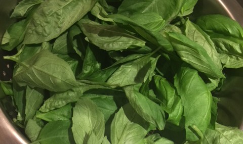 Basil Freezing Technique